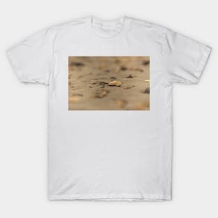 Sea and Seashell T-Shirt